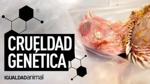 ¿CÓMO SE PRODUCE LA CARNE DE POLLO? Lo que NO te enseñan los anuncios de tv