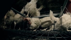 Así (mal)viven las gallinas enjauladas en Italia