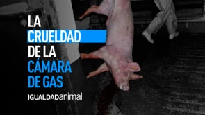 El MALTRATO ANIMAL de las CÁMARAS DE GAS de los MATADEROS