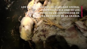 Pollitos tirados a la basura aún vivos en una granja de Alemania