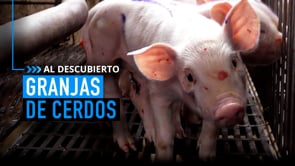 Las mutilaciones en las granjas industriales | MALTRATO ANIMAL legalizado
