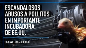 MALTRATO ANIMAL: Pollitos TRITURADOS, AHOGADOS Y MUTILADOS | Nueva investigación de IGUALDAD ANIMAL