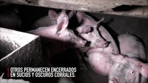 Escándalo en granja de cerdos de Inglaterra con certificado de bienestar animal