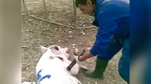 Juicio a los maltratadores de la granja El Escobar
