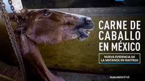 La MATANZA clandestina de CABALLOS