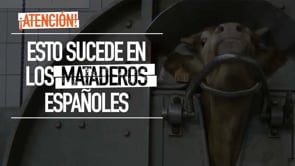 ATENCIÓN   ASÍ SON LOS MATADEROS ESPAÑOLES | DERECHOS ANIMALES