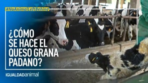 ¿Cómo se hace el QUESO GRANA PADANO?