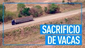 MATADEROS DE VACAS | NO te creerás lo que hacen en los mataderos de Brasil