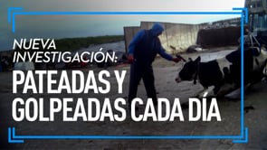ABUSOS y MALTRATO ANIMAL en granja lechera | El VERDADERO PRECIO de la LECHE