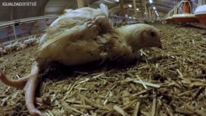 Maltrato Animal en proveedor de McDonald´s