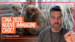 CINA 2020: il crudele commercio della carne di cani e gatti continua!