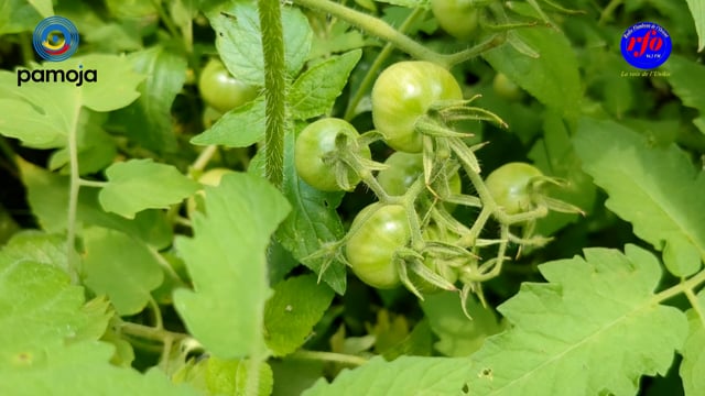 Rareté des produits maraîchers au marché de Kisangani