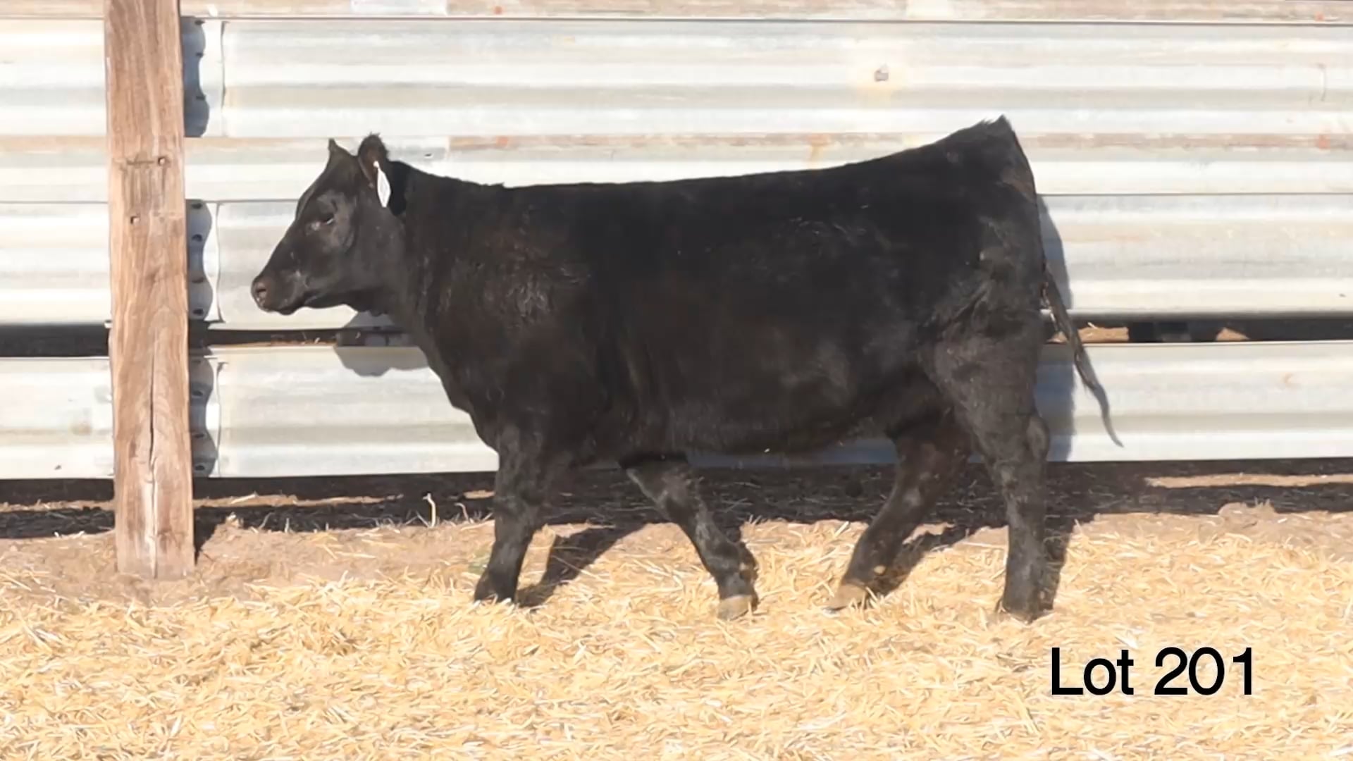 Lot 201 MA Rita 4612
