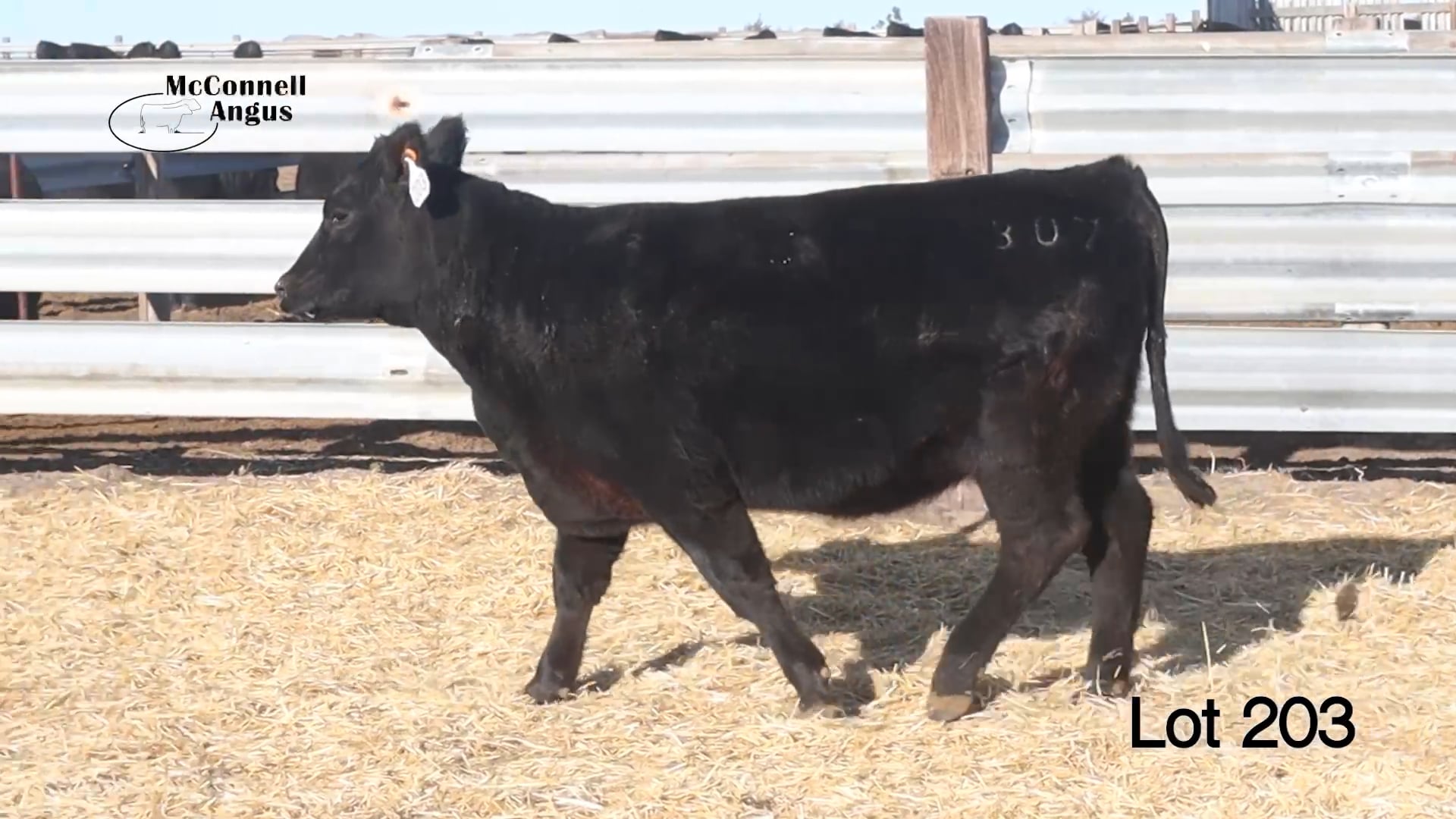 Lot 203 MA Lucy 307