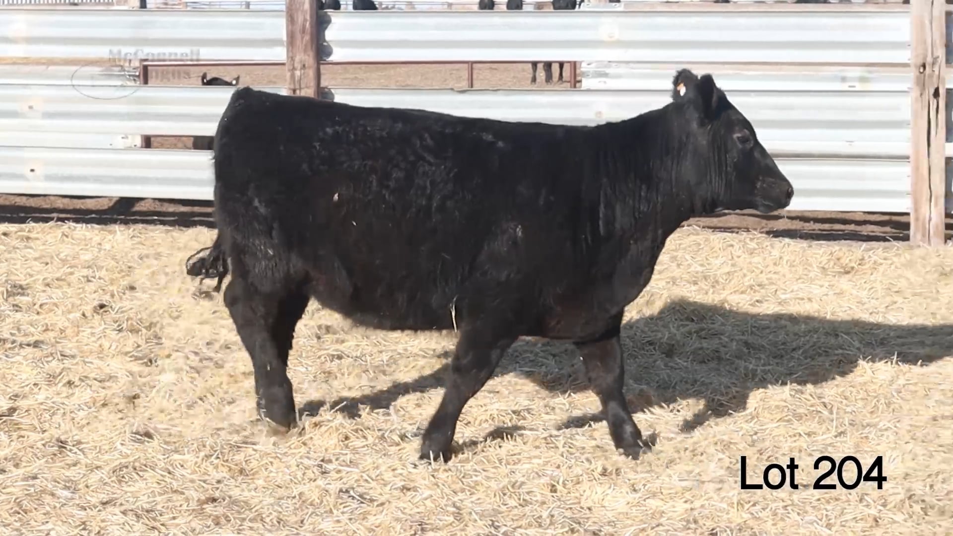 Lot 204 MA Pridella 387