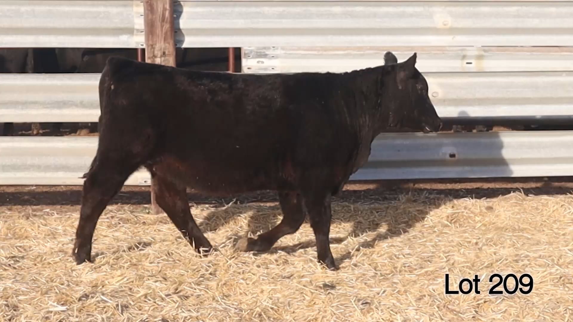 Lot 209 MA Lucy 4681
