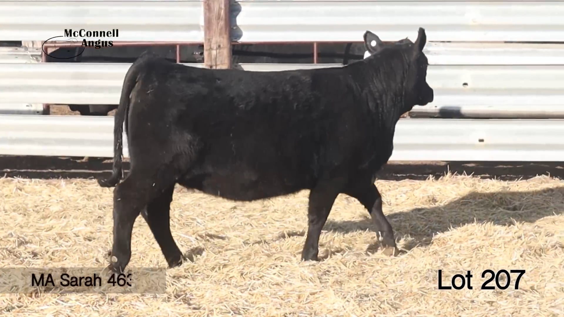 Lot 207 MA Sarah 4639