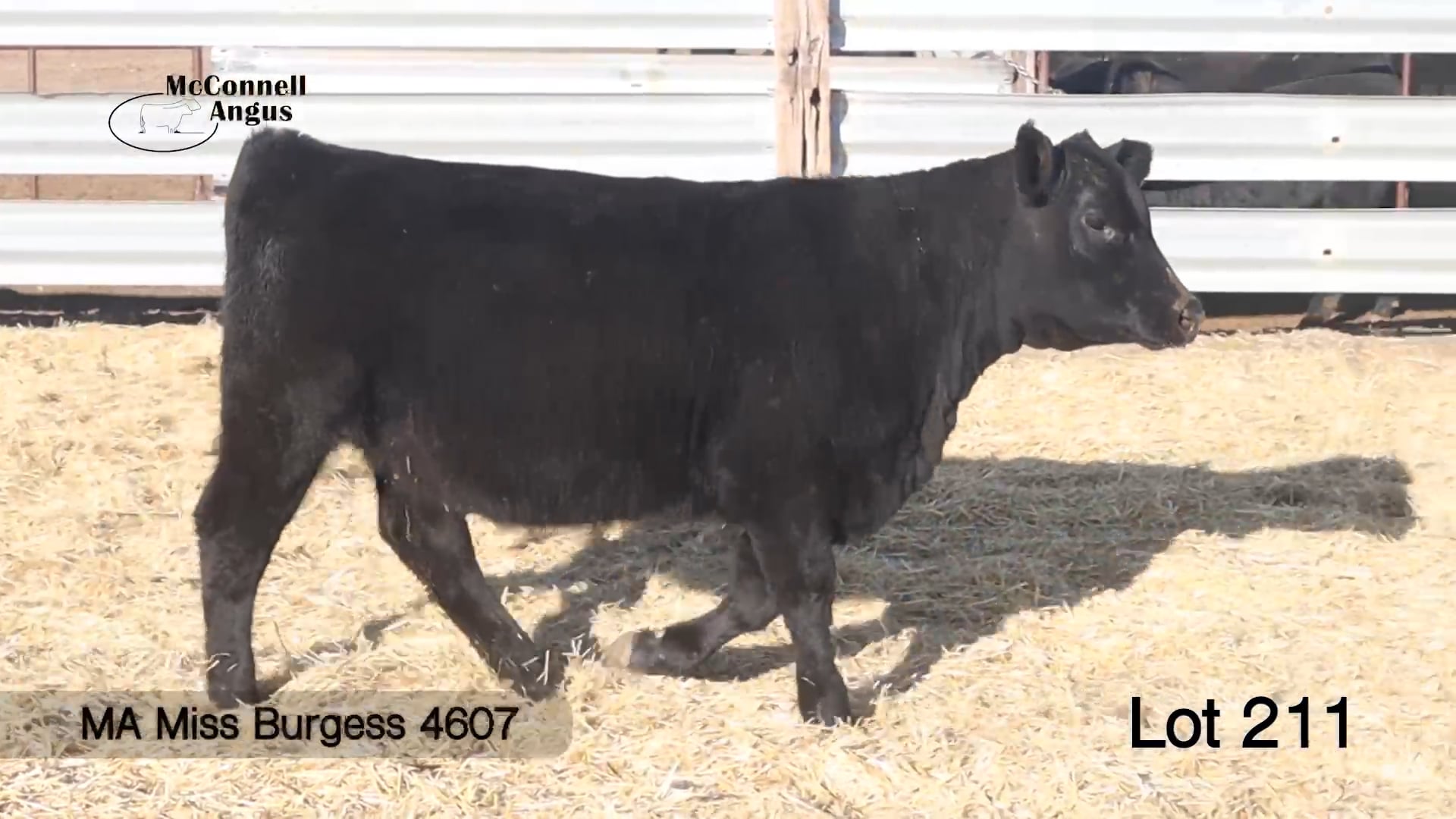 Lot 211 MA Miss Burgess 4607