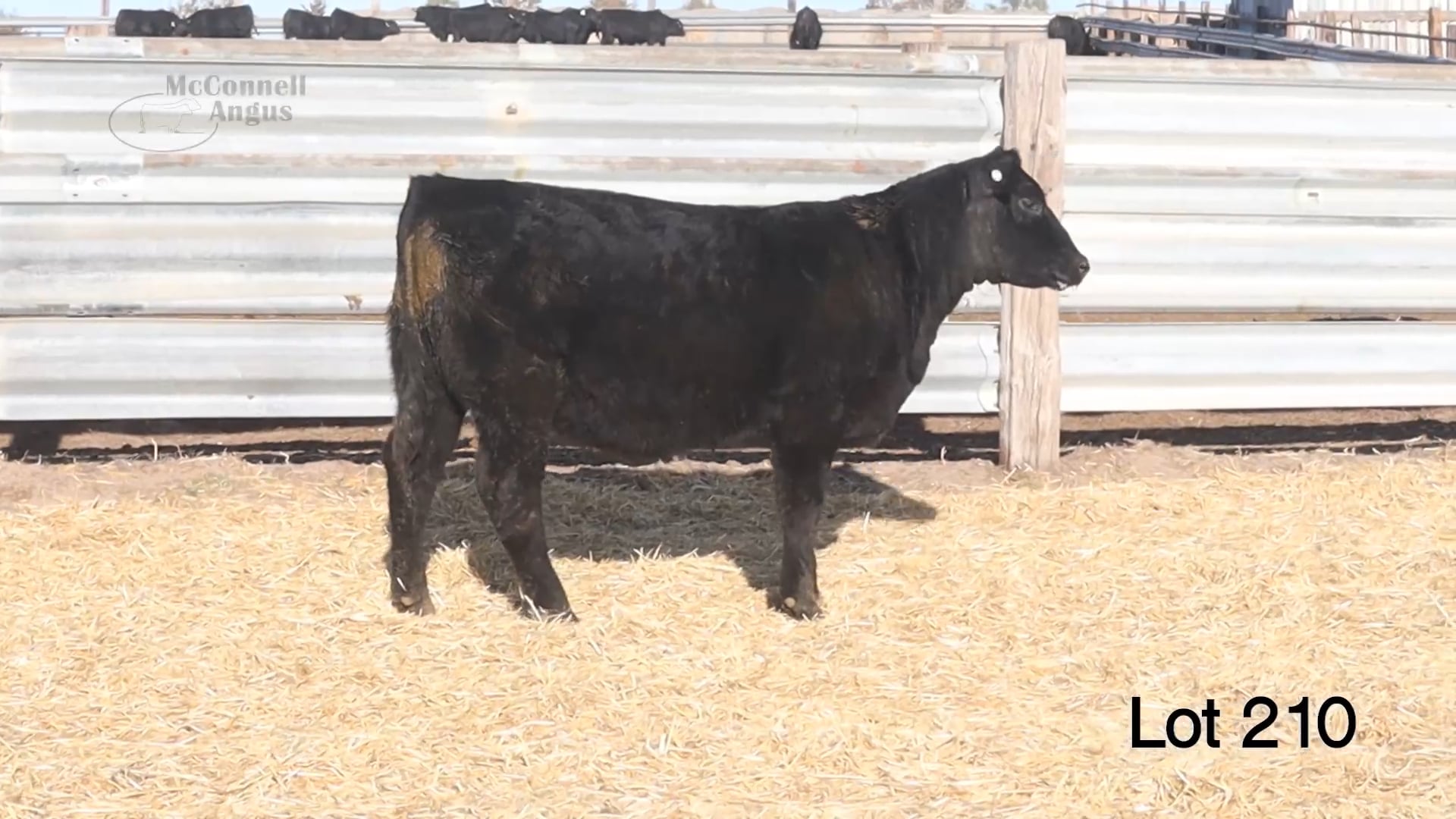 Lot 210 MA Emblynette 4682