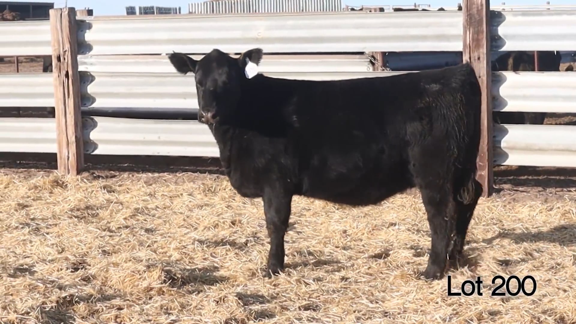 Lot 200 MA Pridella 4656