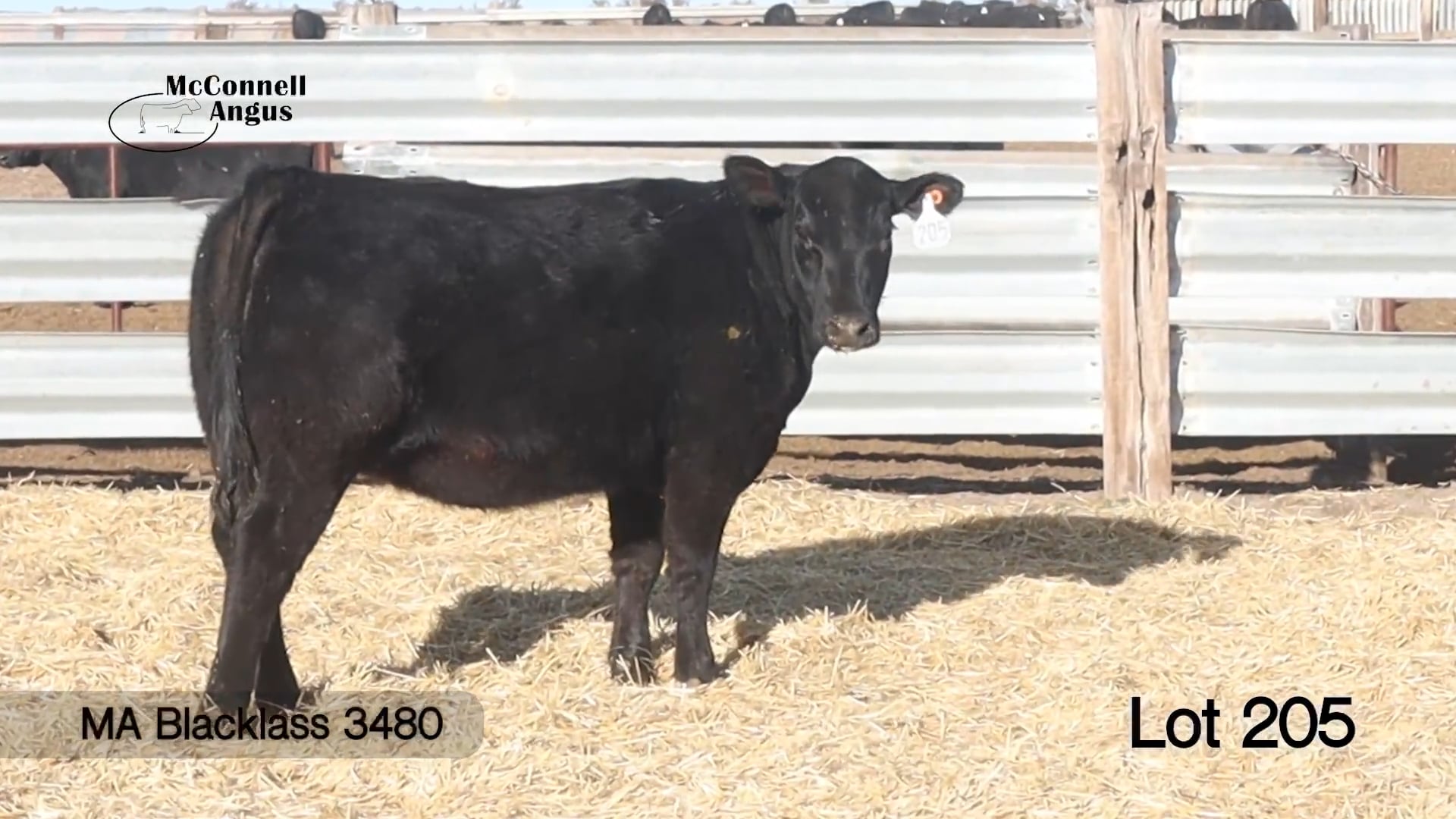 Lot 205 MA Blacklass 3480