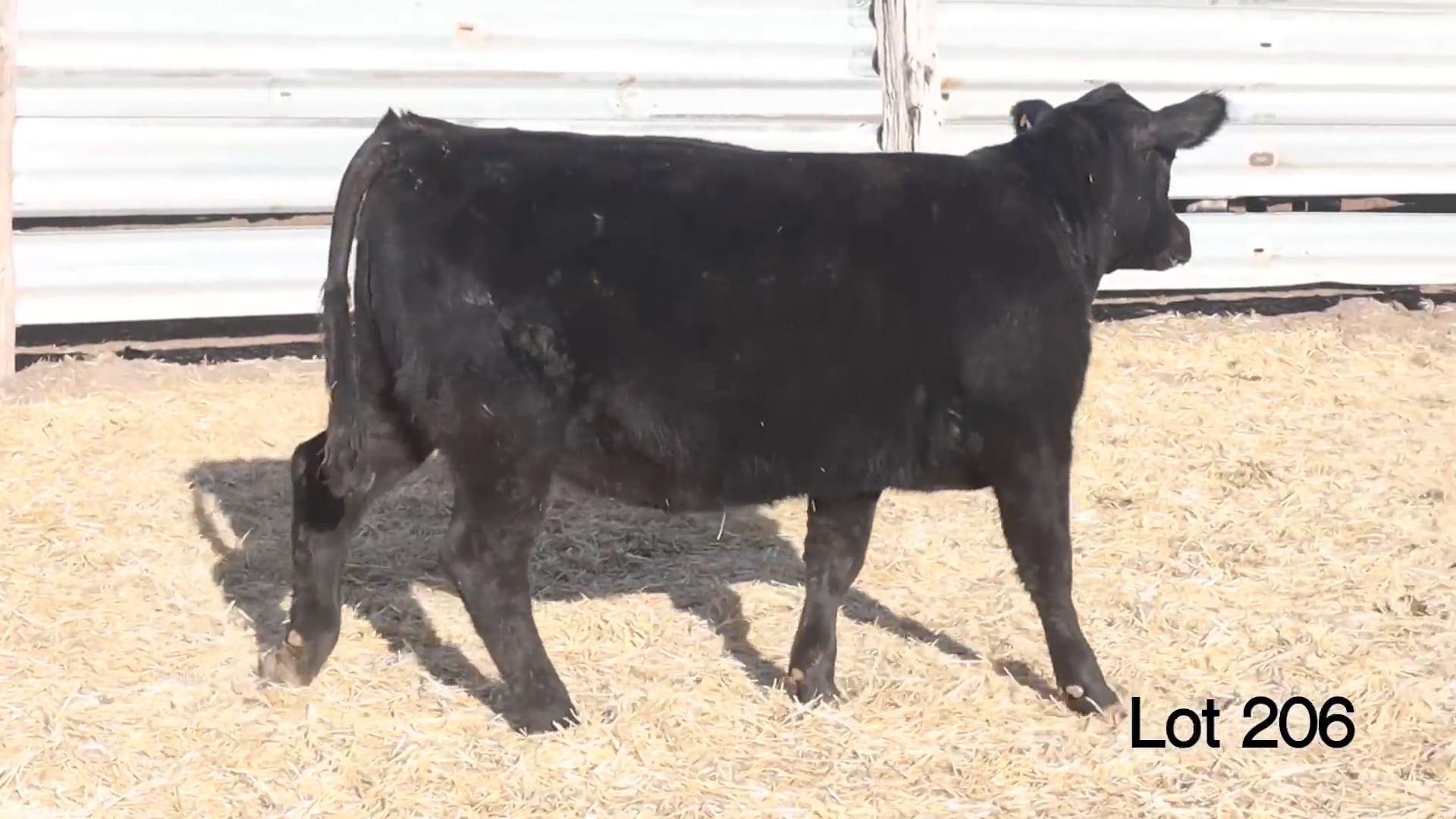 Lot 206 MA Barbara 379