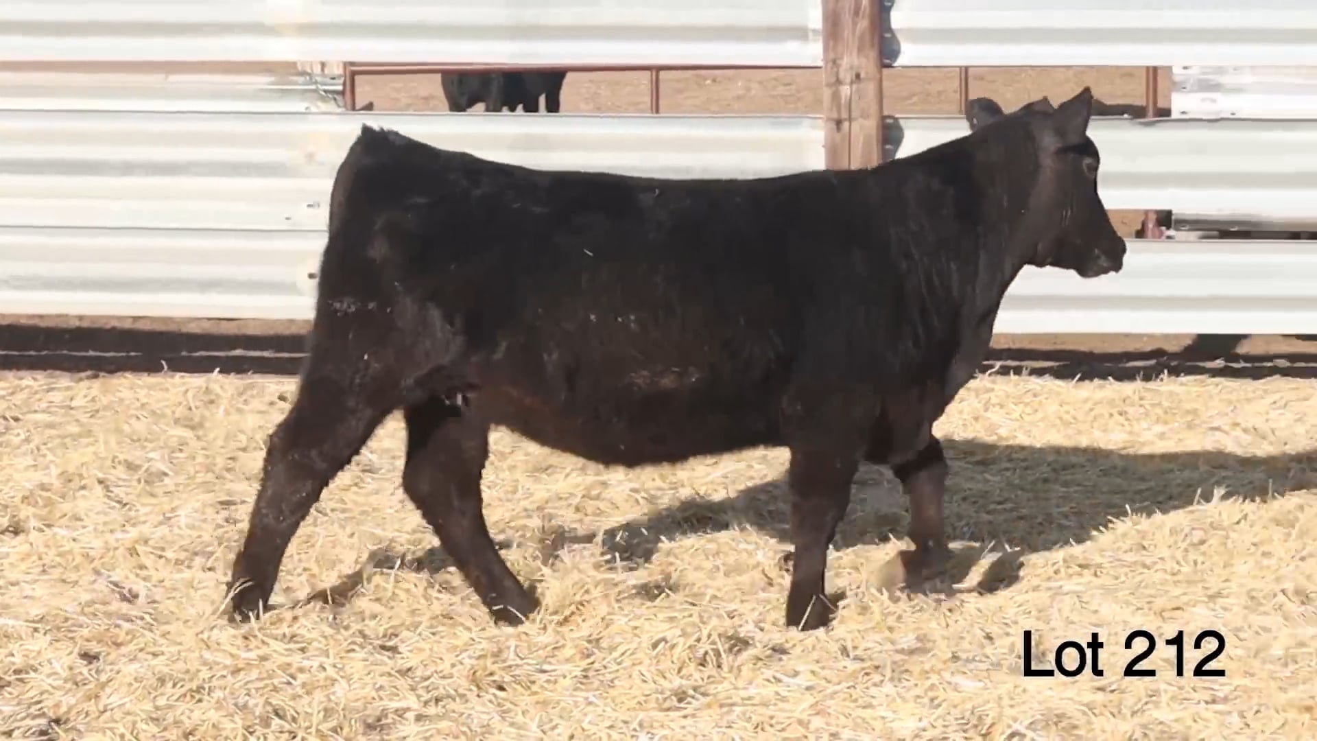 Lot 212 MA Rita 4683