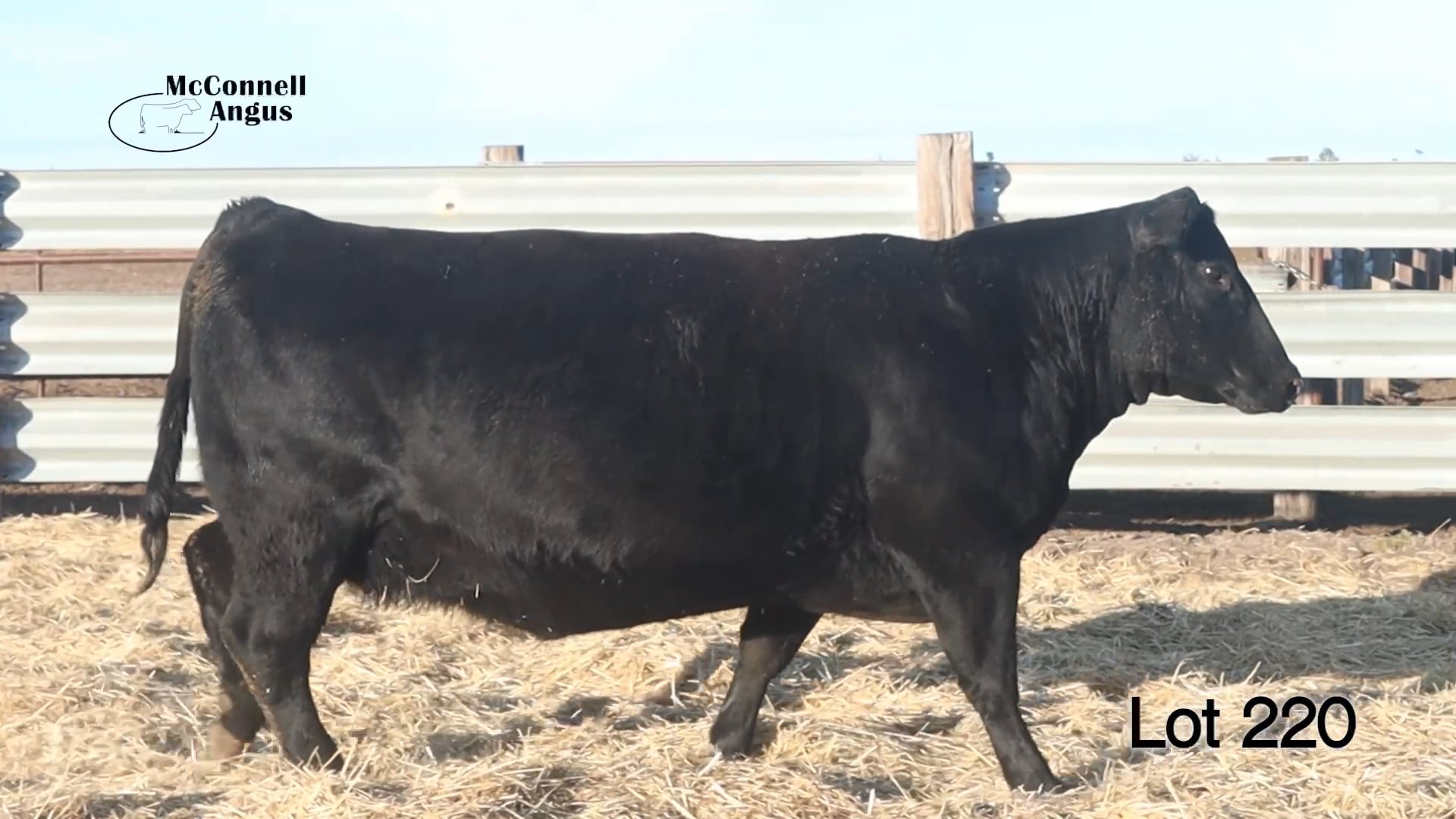 Lot 220 MA Pridella 076