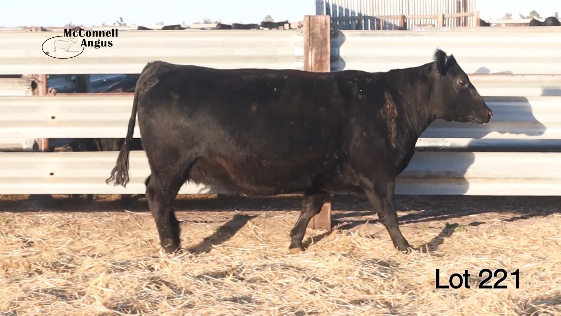 Lot 221 MA Pridella 056