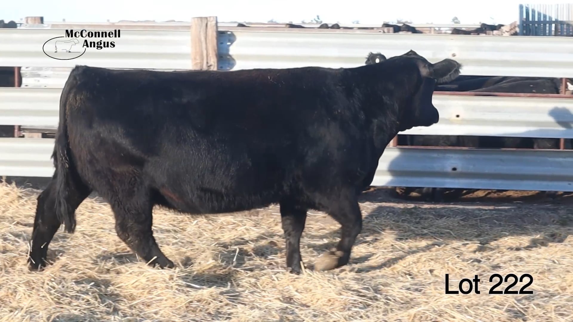 Lot 222 MA Emblynette 040