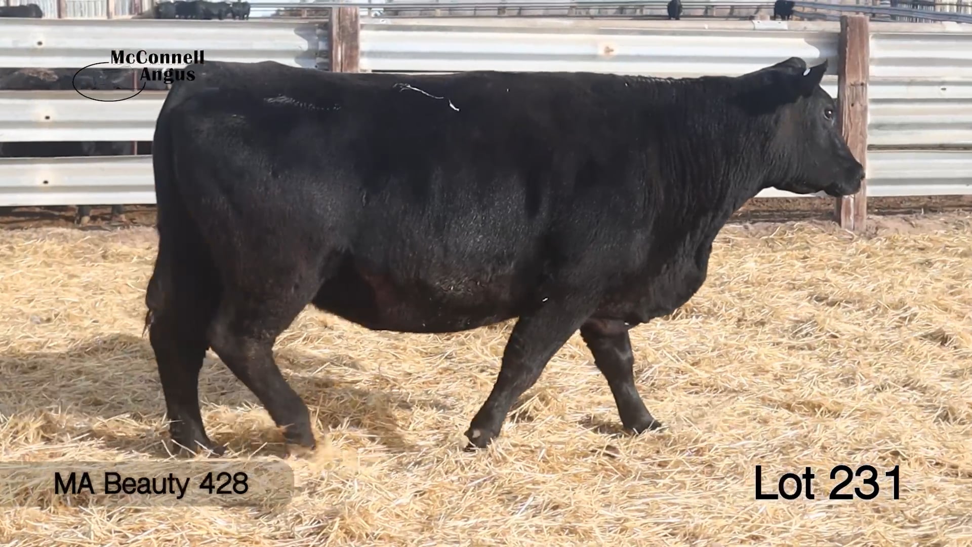 Lot 231 MA Beauty 428
