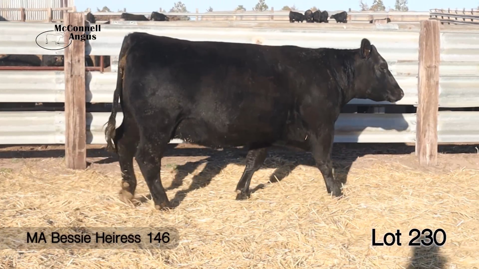 Lot 230 MA Bessie Heiress 146