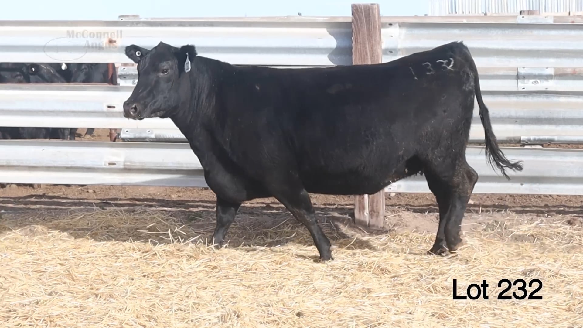 Lot 232 MA Eileenmere Lass 1332