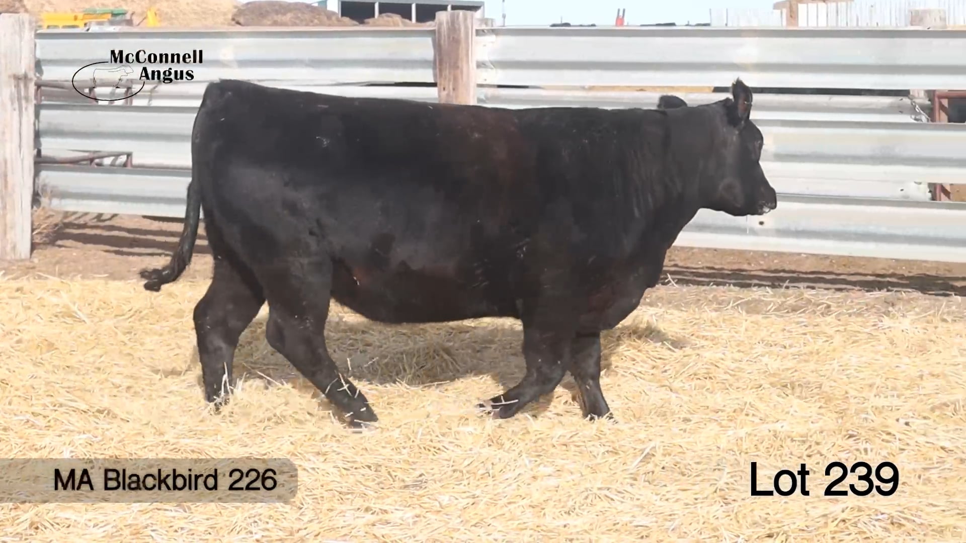 Lot 239 MA Blackbird 226