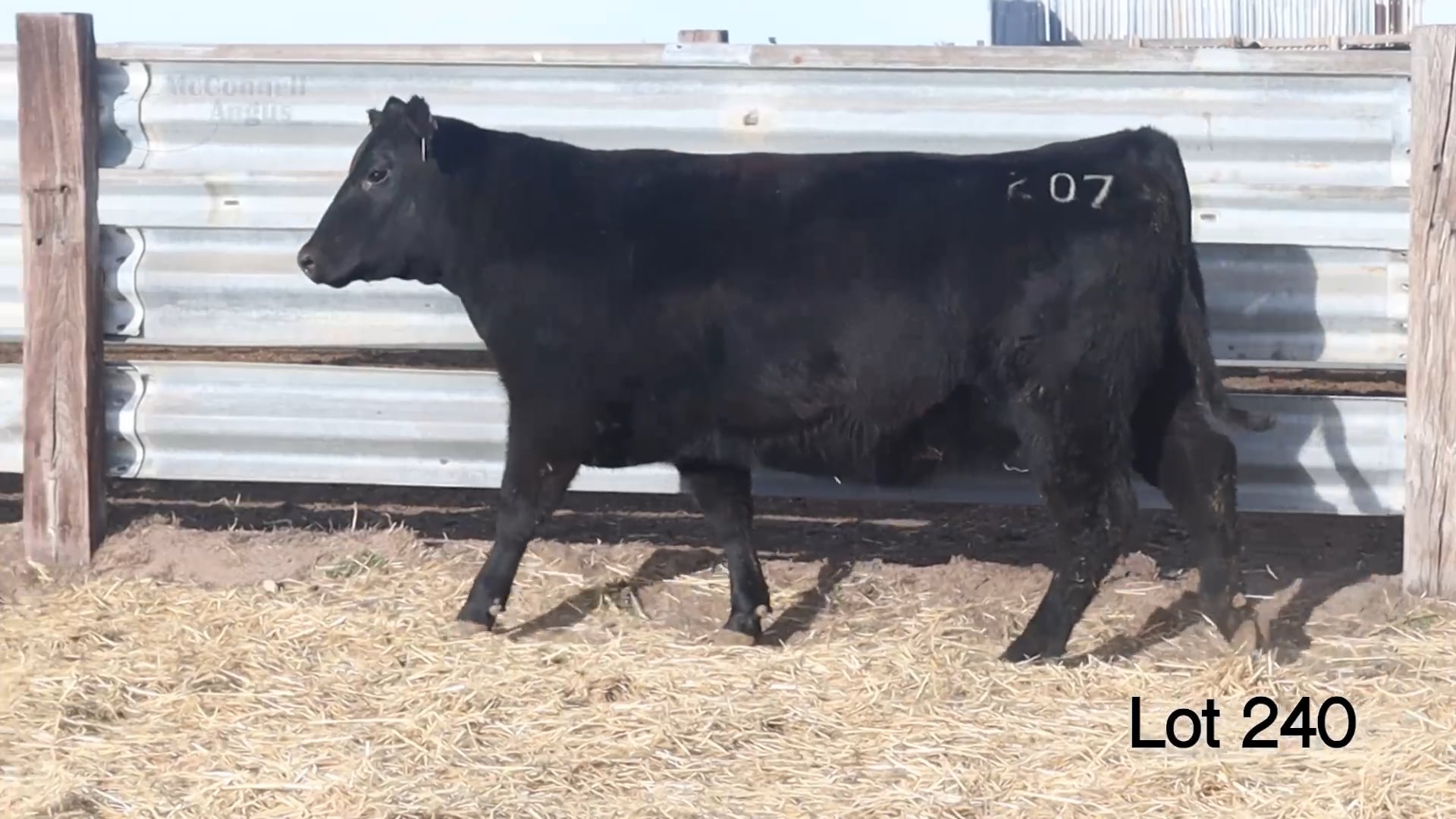 Lot 240 MA Blackette Lady 207