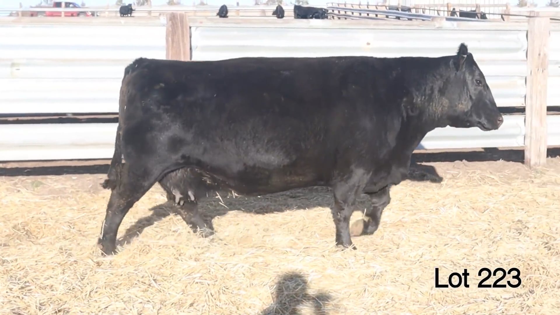 Lot 223 MA Pride 668