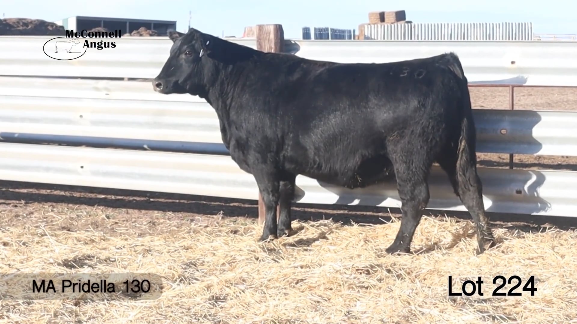 Lot 224 MA Pridella 130