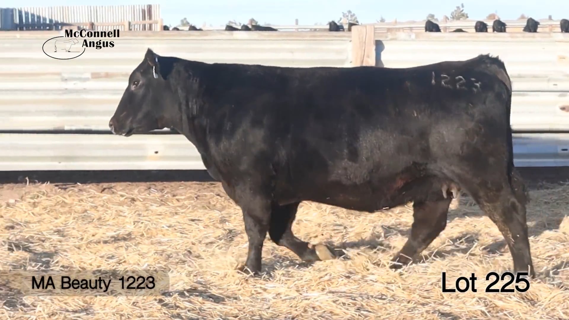 Lot 225 MA Beauty 1223