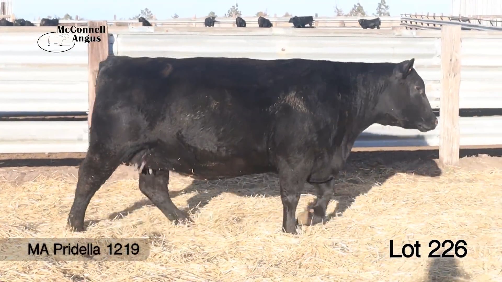 Lot 226 MA Pridella 1219