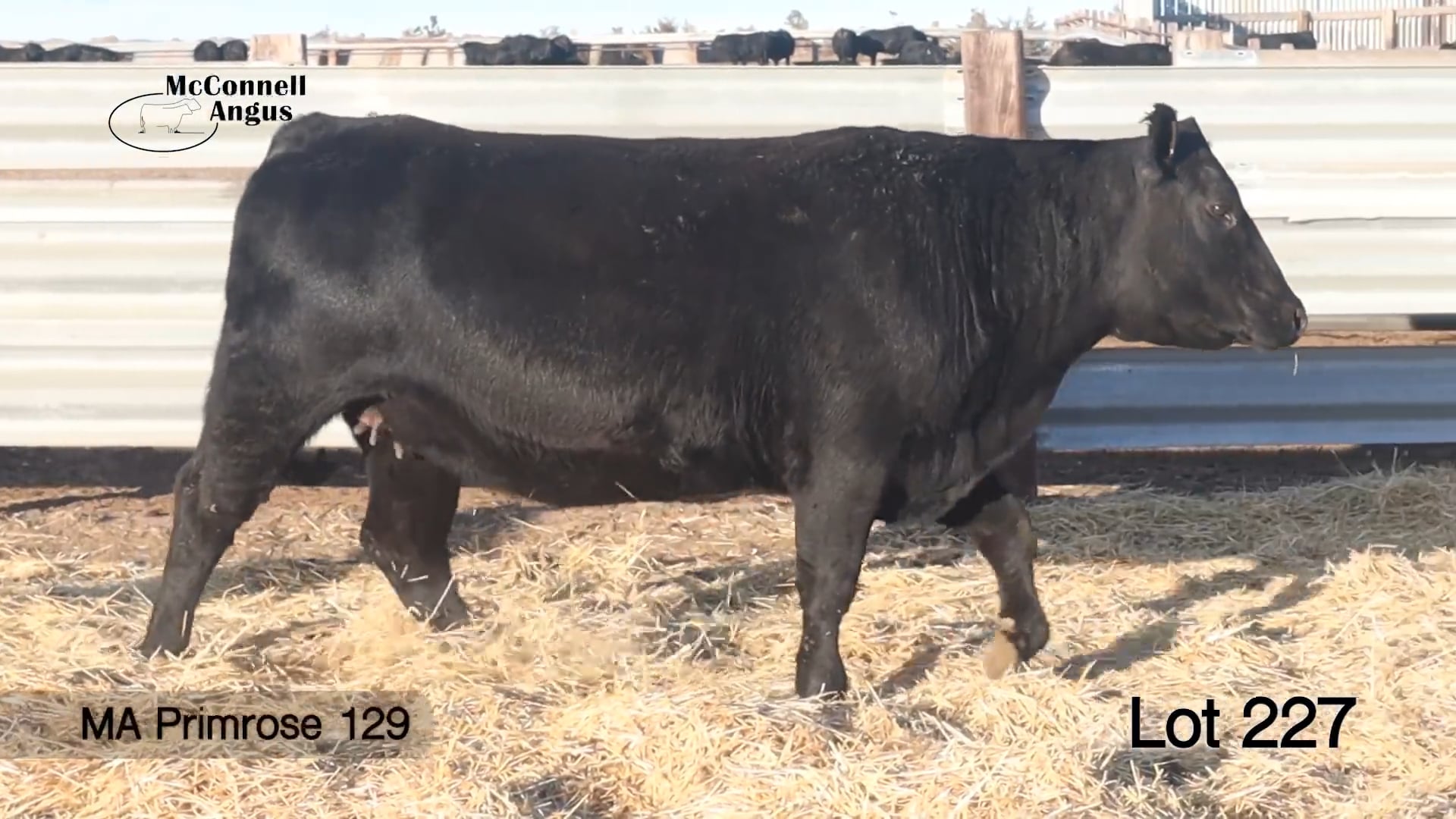 Lot 227 MA Primrose 129