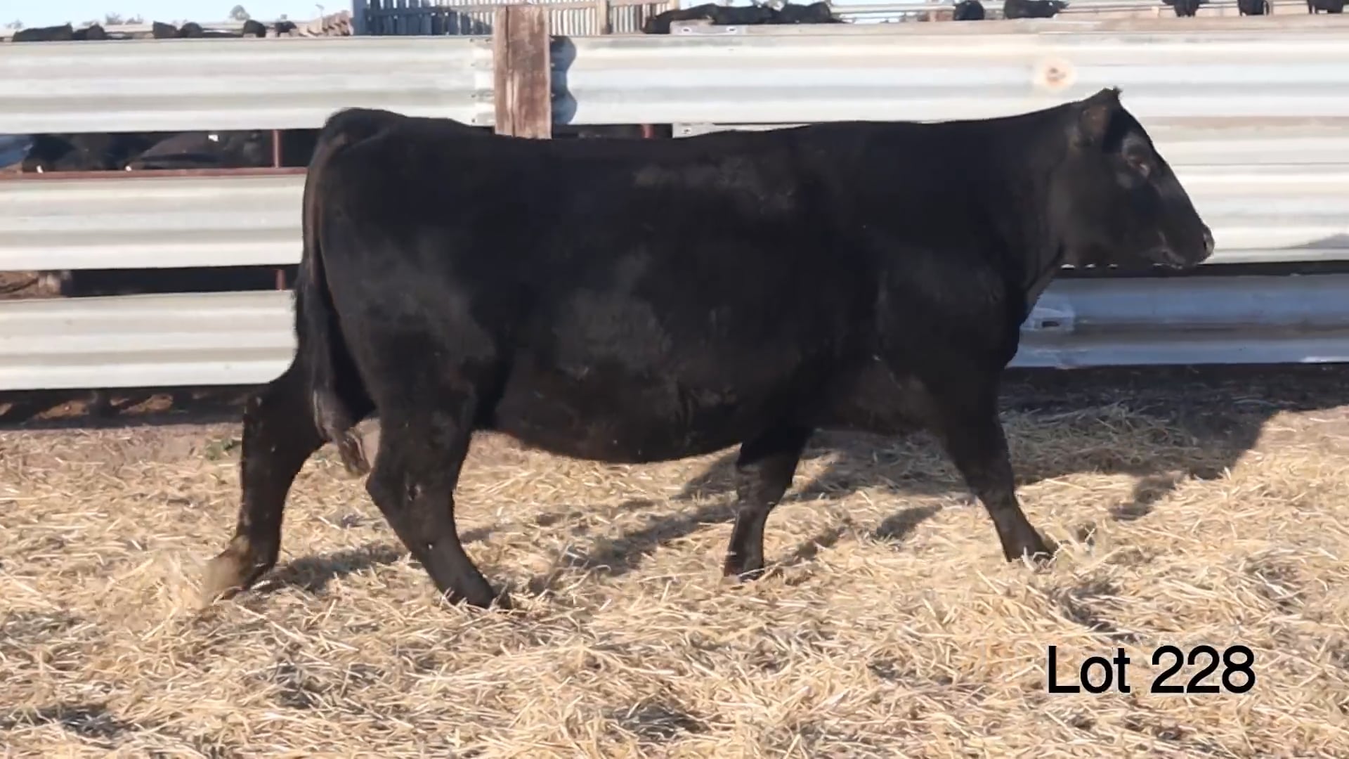 Lot 228 MA Rita 111