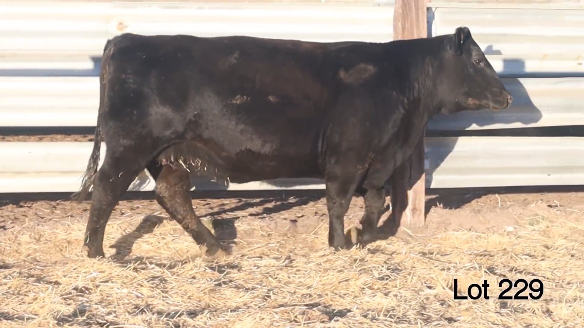 Lot 229 MA Bonnie 144