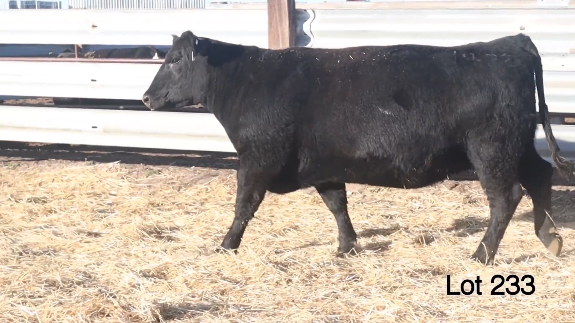 Lot 233 MA Blacklass 1472