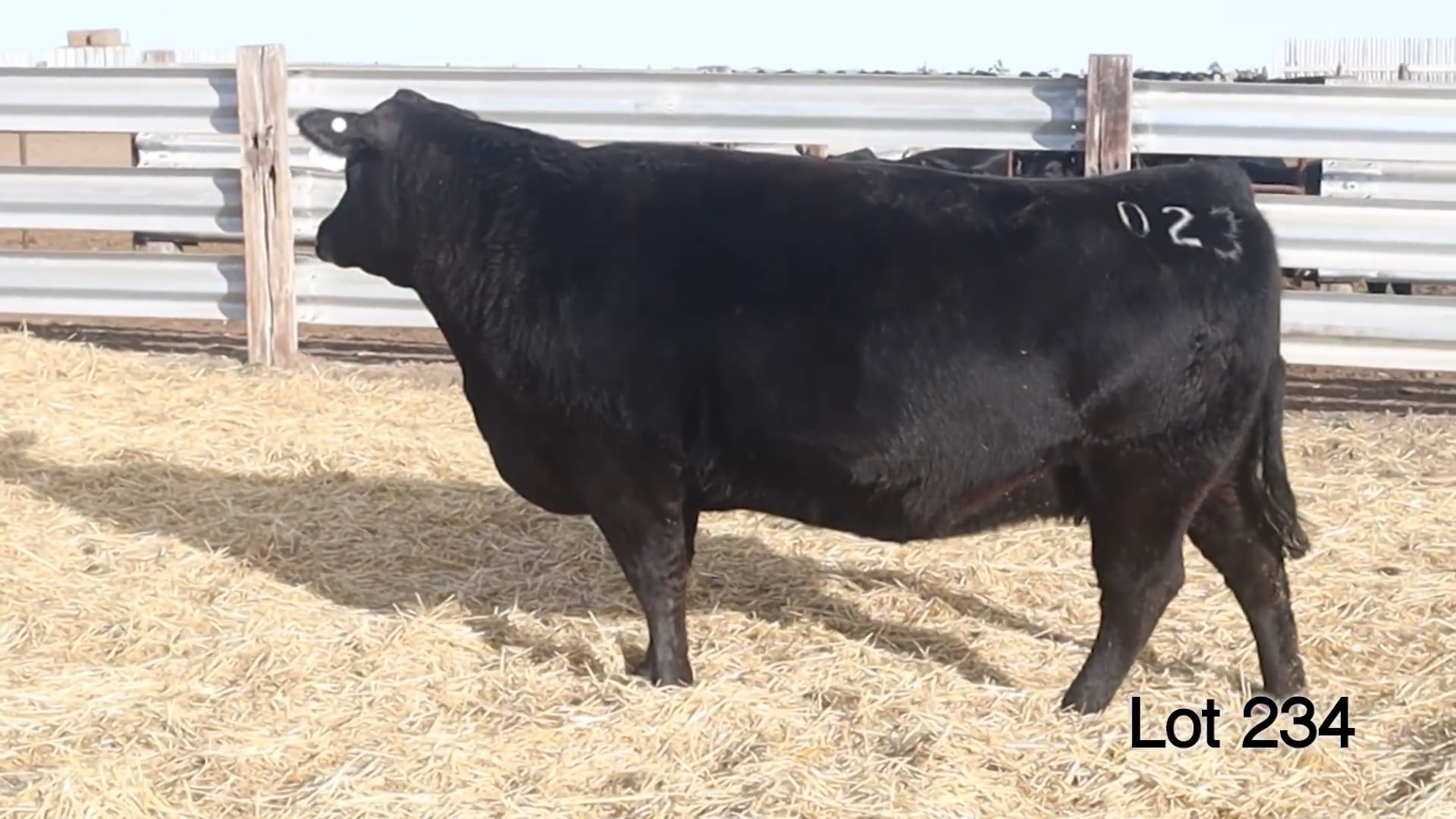 Lot 234 MA Lass 023