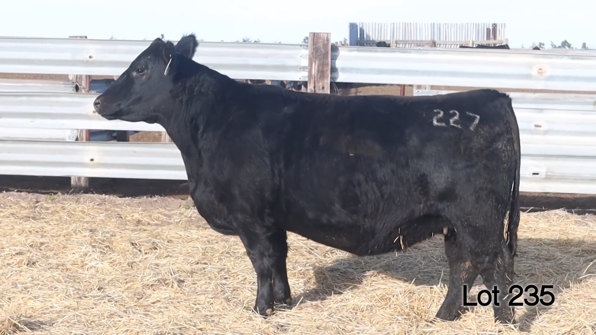 Lot 235 MA Pridella 227