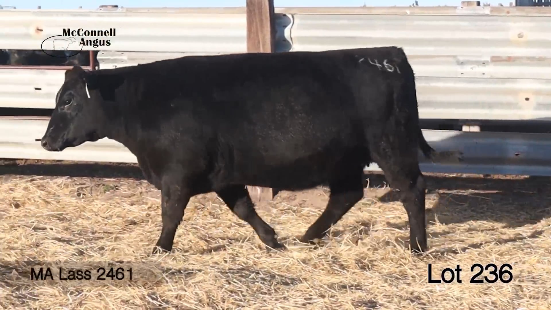 Lot 236 MA Lass 2461