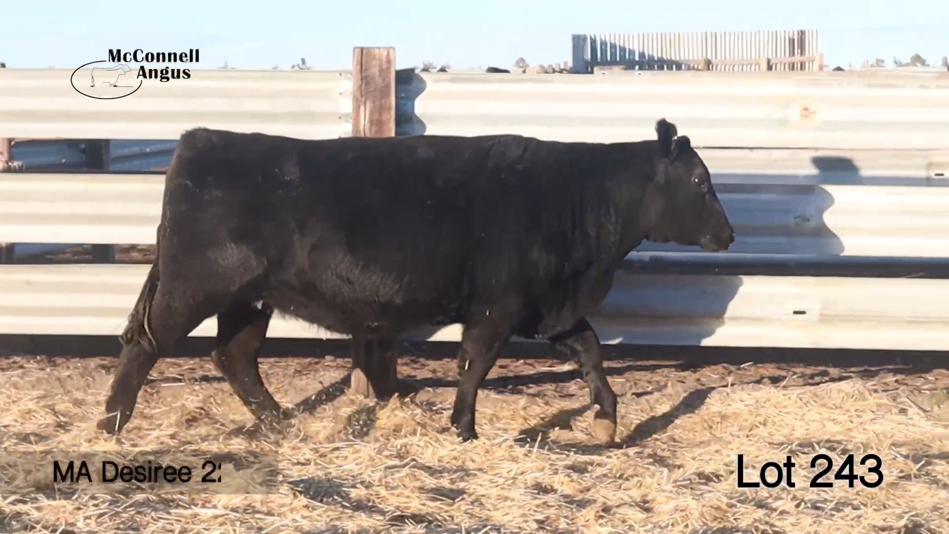 Lot 243 MA Desiree 2215M