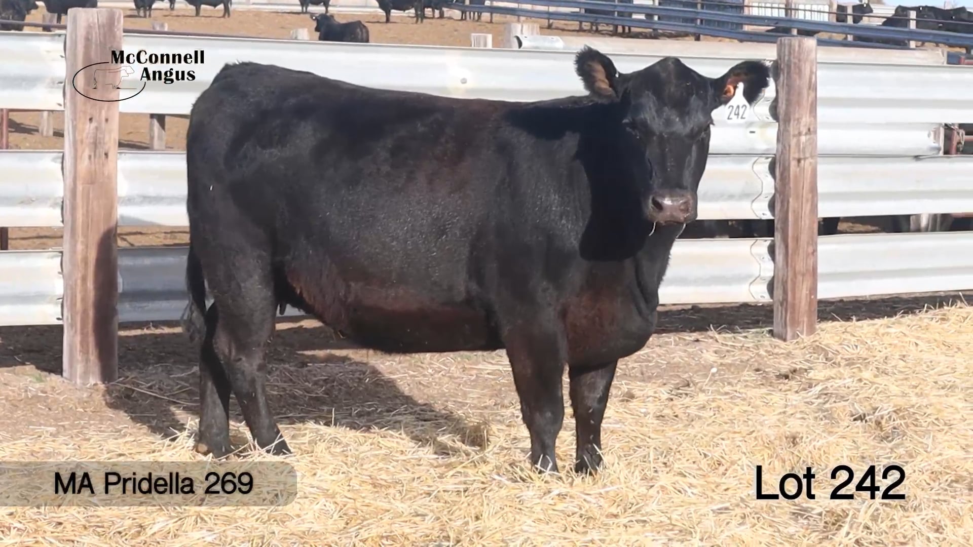 Lot 242 MA Pridella 269