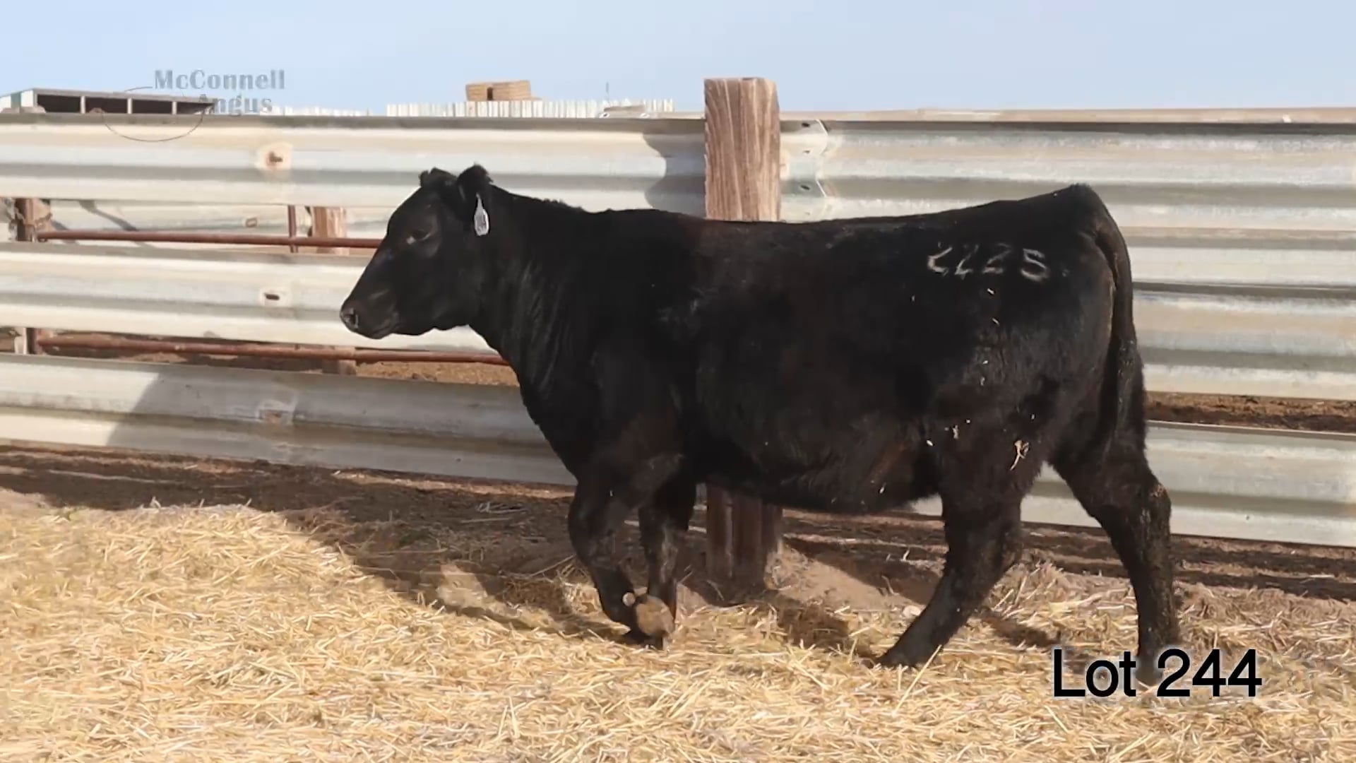 Lot 244 Vin-Mar Primrose 225