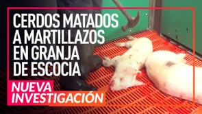 MATADERO DE CERDOS | MATADOS A MARTILLAZOS EN GRANJA DE CERDOS | MALTRATO ANIMAL